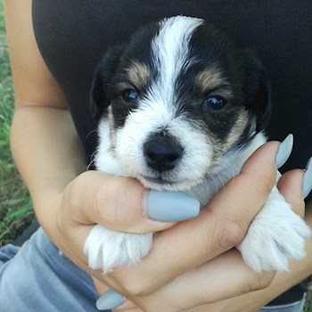 thumbnail petsitter Chvalovice nebo páníček pro psi kočky