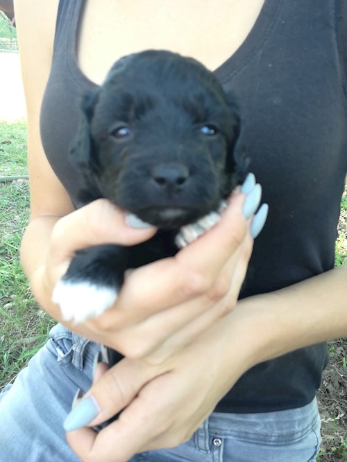 Michaela- petsitter Chvalovice nebo Páníček pro psi kočky