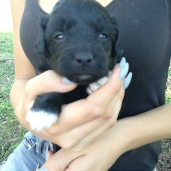 thumbnail petsitter Chvalovice nebo páníček pro psi kočky