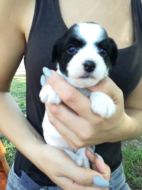 Michaela- petsitter Chvalovice nebo Páníček pro psi kočky