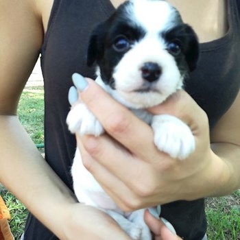 thumbnail petsitter Chvalovice nebo páníček pro psi kočky