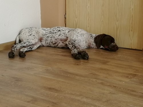 Michaela- petsitter Chvalovice nebo Páníček pro psi kočky