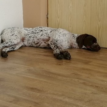 thumbnail petsitter Chvalovice nebo páníček pro psi kočky