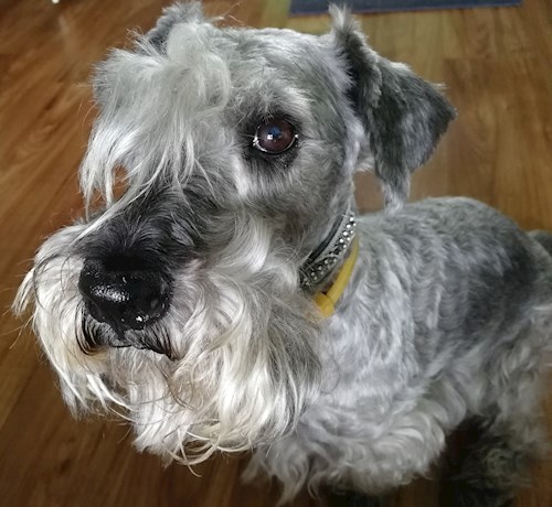 Michaela- petsitter Chvalovice nebo Páníček pro psi kočky