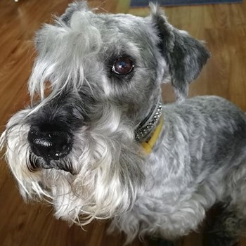 thumbnail petsitter Chvalovice nebo páníček pro psi kočky