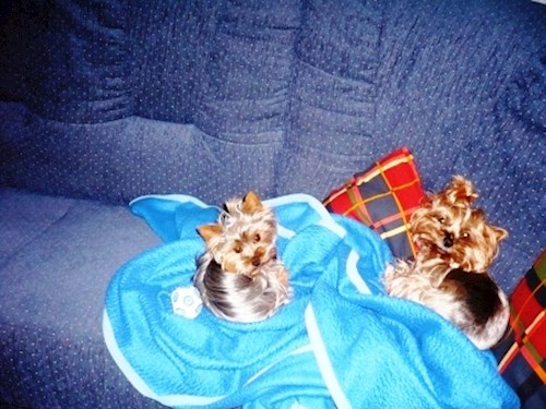 Alena- petsitter Kolín or Pet nanny for dogs cats