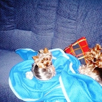 thumbnail petsitter Kolín or pet nanny for dogs cats