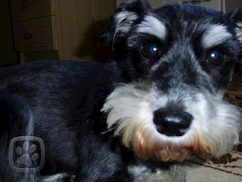 Alena- petsitter Kolín or Pet nanny for dogs cats