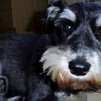 thumbnail petsitter Kolín or pet nanny for dogs cats