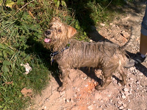 Alena- petsitter Kolín or Pet nanny for dogs cats