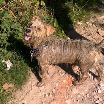 thumbnail petsitter Kolín or pet nanny for dogs cats