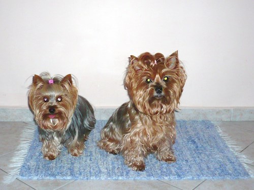 Alena- petsitter Kolín or Pet nanny for dogs cats