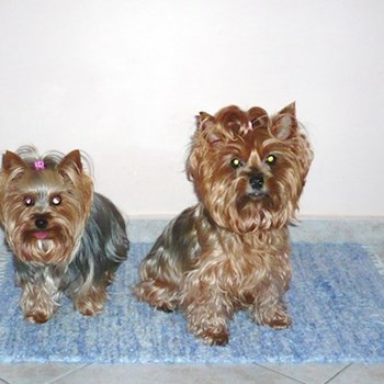 thumbnail petsitter Kolín or pet nanny for dogs cats