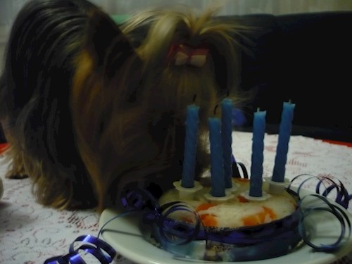 Alena- petsitter Kolín or Pet nanny for dogs cats