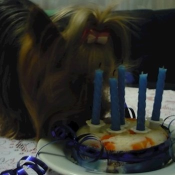 thumbnail petsitter Kolín or pet nanny for dogs cats