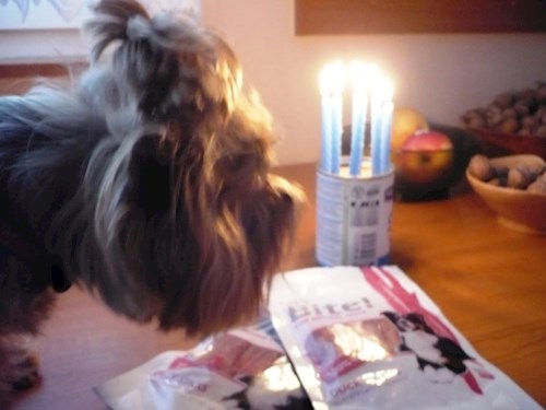 Alena- petsitter Kolín or Pet nanny for dogs cats