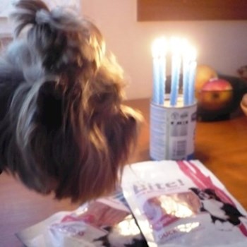 thumbnail petsitter Kolín or pet nanny for dogs cats