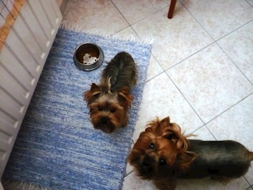 Alena- petsitter Kolín or Pet nanny for dogs cats