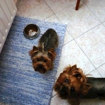 thumbnail petsitter Kolín or pet nanny for dogs cats