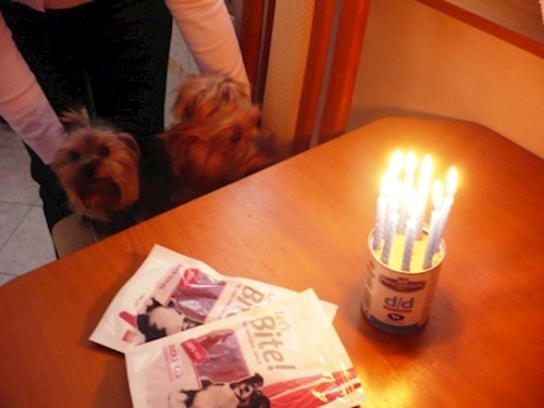 Alena- petsitter Kolín or Pet nanny for dogs cats