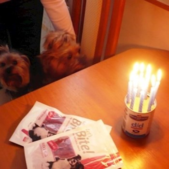 thumbnail petsitter Kolín or pet nanny for dogs cats