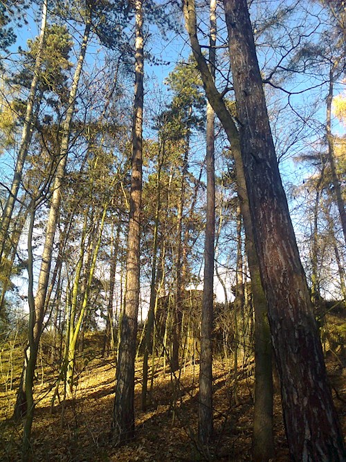 Izabela- petsitter Krásná Lípa nebo Páníček pro psi