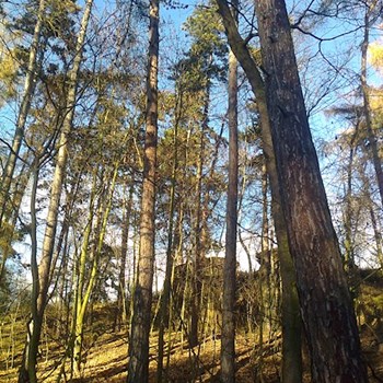 thumbnail petsitter Krásná Lípa nebo páníček pro psi