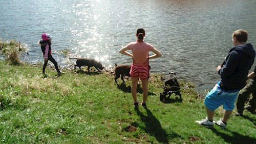 Izabela- petsitter Krásná Lípa nebo Páníček pro psi