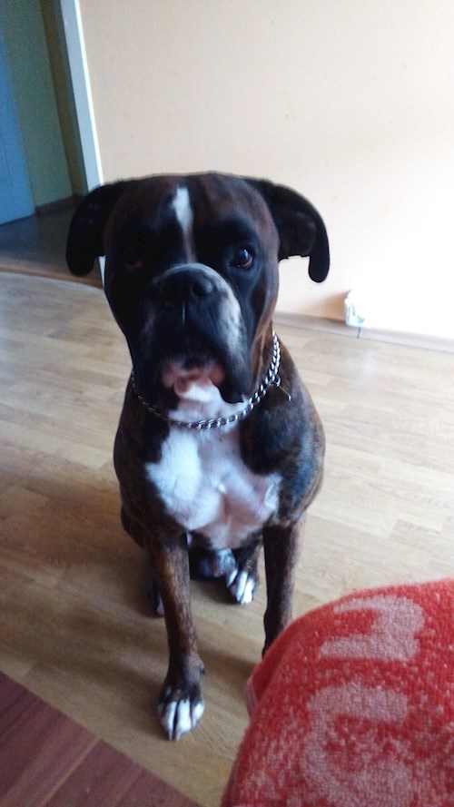 Izabela- petsitter Krásná Lípa nebo Páníček pro psi