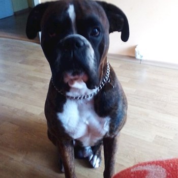 thumbnail petsitter Krásná Lípa nebo páníček pro psi