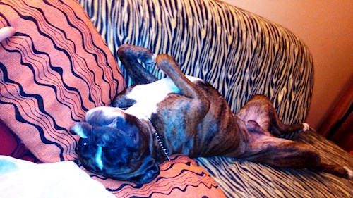 Izabela- petsitter Krásná Lípa nebo Páníček pro psi