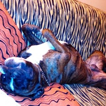 thumbnail petsitter Krásná Lípa nebo páníček pro psi