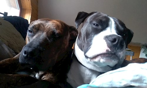 Izabela- petsitter Krásná Lípa nebo Páníček pro psi