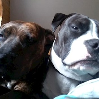 thumbnail petsitter Krásná Lípa nebo páníček pro psi