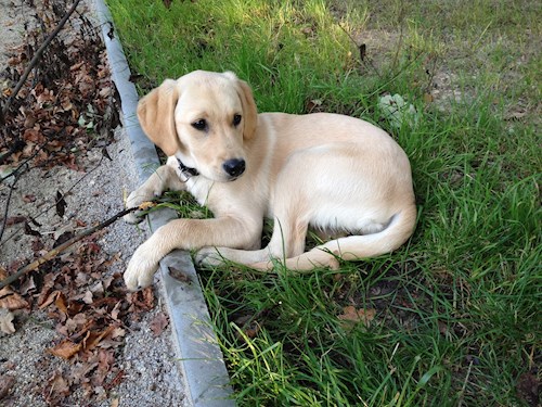 Martin- petsitter Olomouc nebo Páníček pro psi
