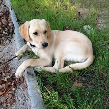 thumbnail petsitter Olomouc nebo páníček pro psi