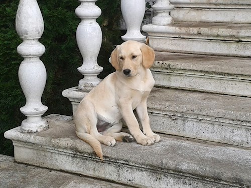 Martin- petsitter Olomouc nebo Páníček pro psi
