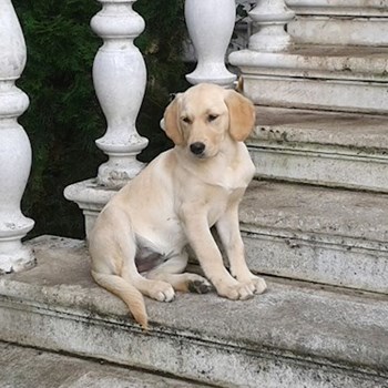 thumbnail petsitter Olomouc nebo páníček pro psi