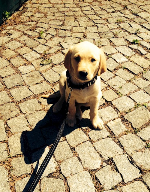 Martin- petsitter Olomouc nebo Páníček pro psi