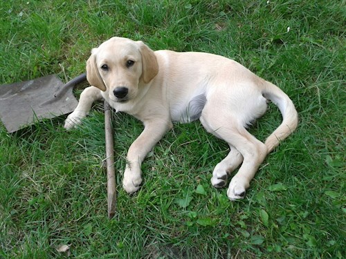 Martin- petsitter Olomouc nebo Páníček pro psi