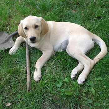 thumbnail petsitter Olomouc nebo páníček pro psi