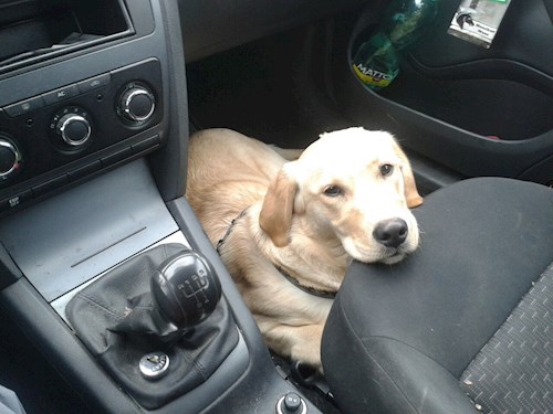 Martin- petsitter Olomouc nebo Páníček pro psi