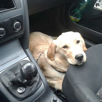 thumbnail petsitter Olomouc nebo páníček pro psi