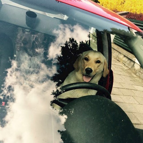 Martin- petsitter Olomouc nebo Páníček pro psi