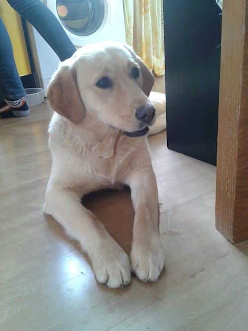 Martin- petsitter Olomouc nebo Páníček pro psi