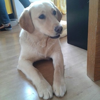 thumbnail petsitter Olomouc nebo páníček pro psi