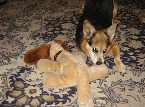 Dita- petsitter Praha nebo Páníček pro psi