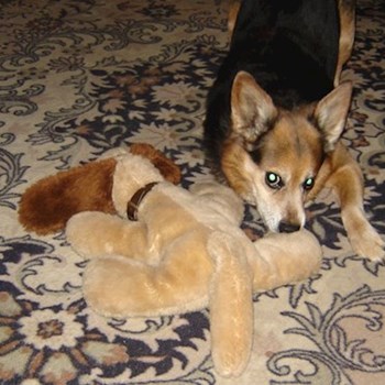 thumbnail petsitter Praha nebo páníček pro psi