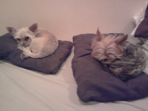 Dita- petsitter Praha nebo Páníček pro psi