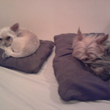 thumbnail petsitter Praha nebo páníček pro psi